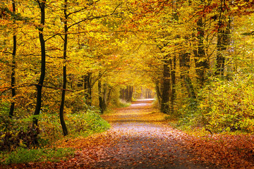Stickers Bos Herfstbos in warme rood-oranje herfstkleuren  © sborisov