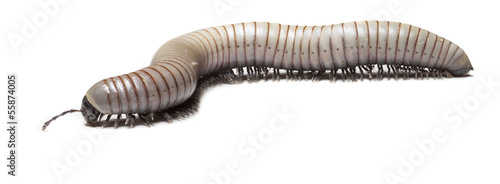Fotografering animal centipede detail isolated