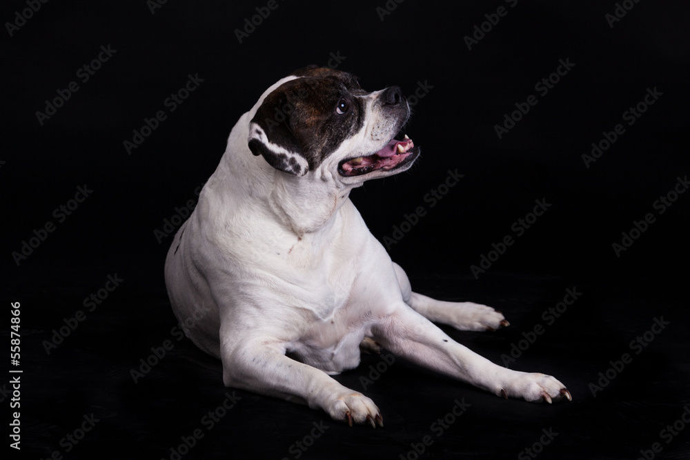 american bulldog on black background