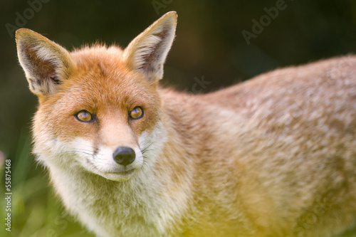 European Fox