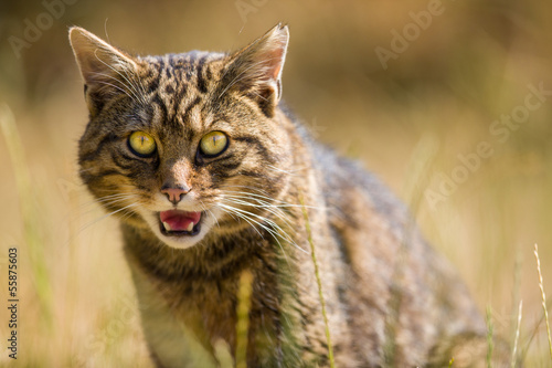 Scottish Wildcat