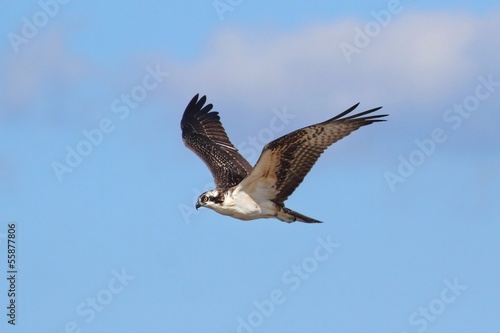 Osprey (pandion haliaetus)