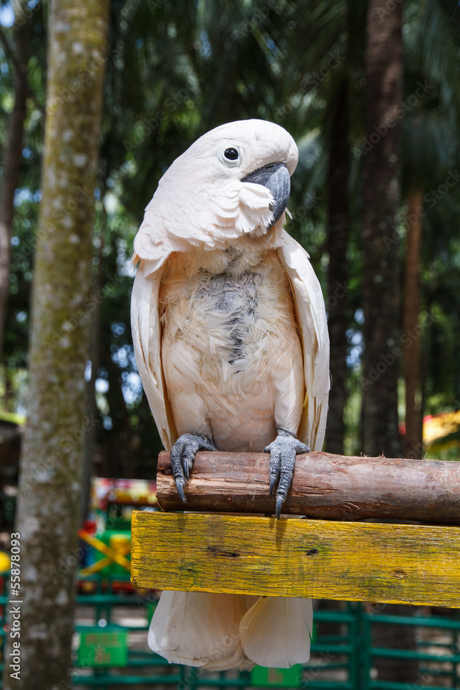 Naklejka Parrot macaw
