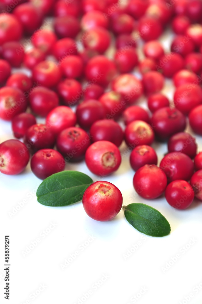 Cowberry Cowberry
