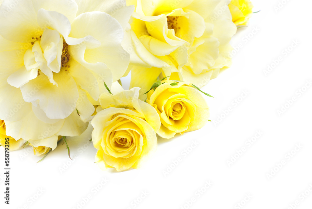 Yellow And White Roses Wallpaper