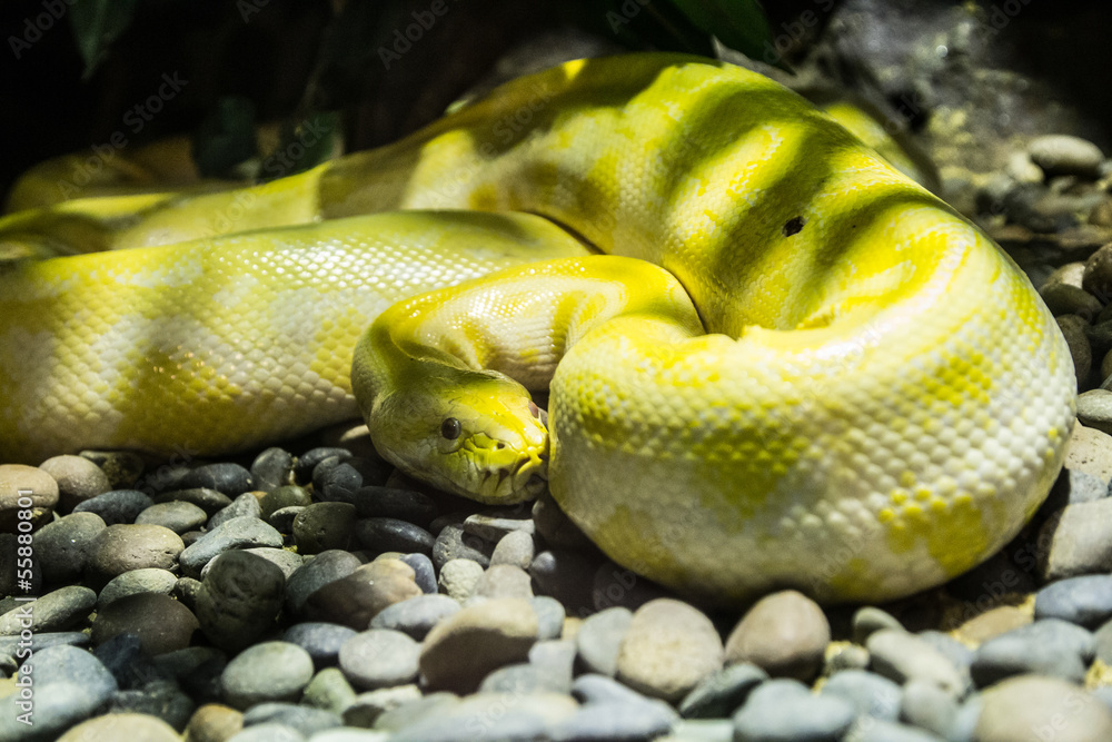 Fototapeta premium boa constrictor