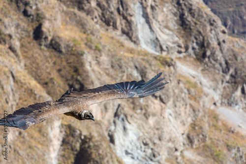Flying condor over Colca canyon Peru South America.