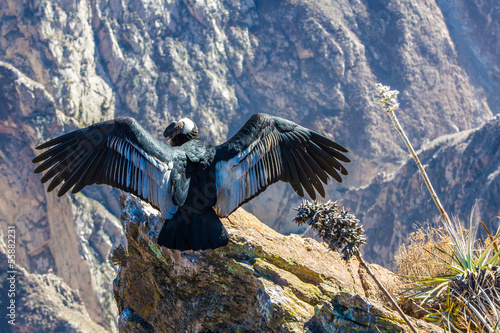 Condor at Colca canyon sitting,Peru,South America.