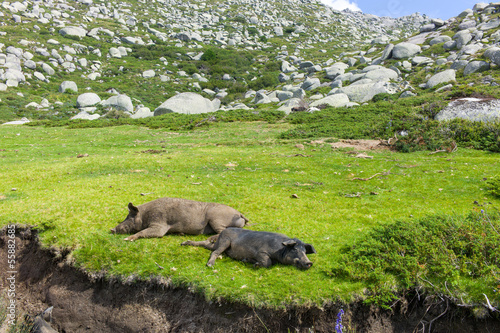cochon sauvage