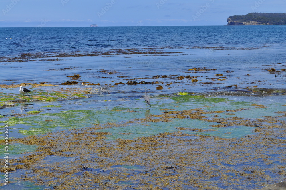 Beautiful blue ocean seascape. Australia, Tasmania