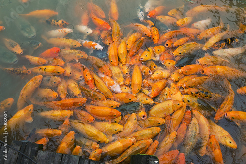 Carp in the river in Wuzhen, China