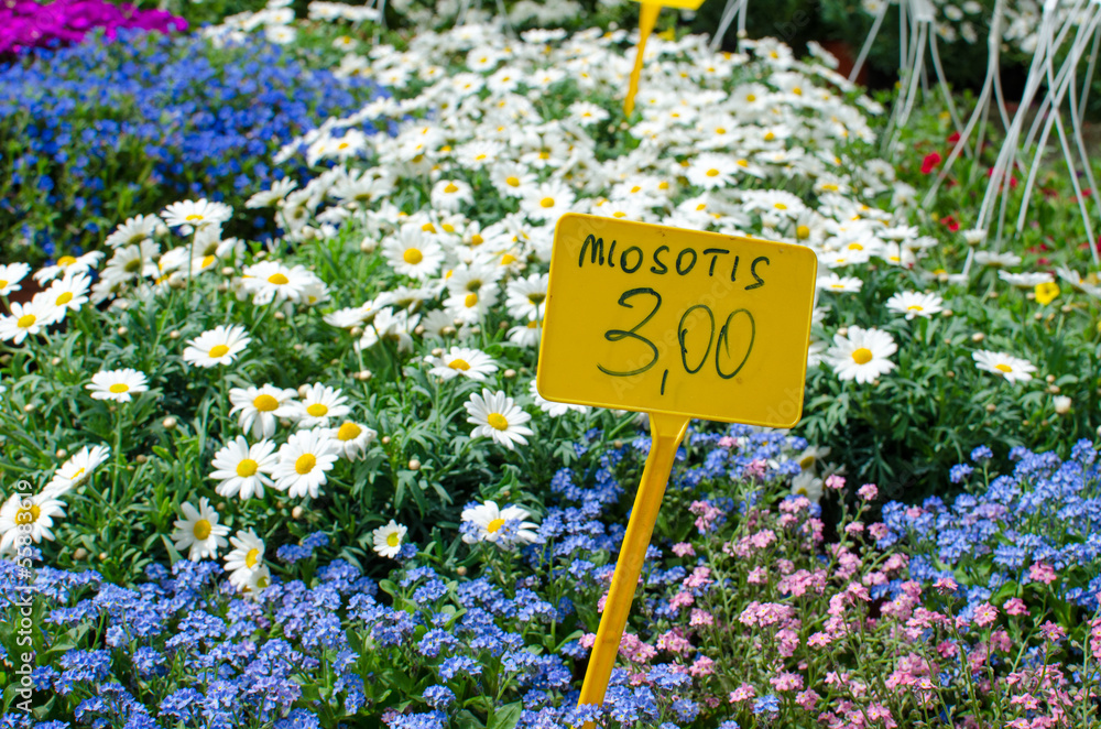 Colorful Myosotis me not plants for sale with price tag Stock