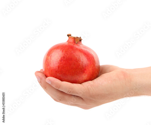 Hand holding red pomegranate