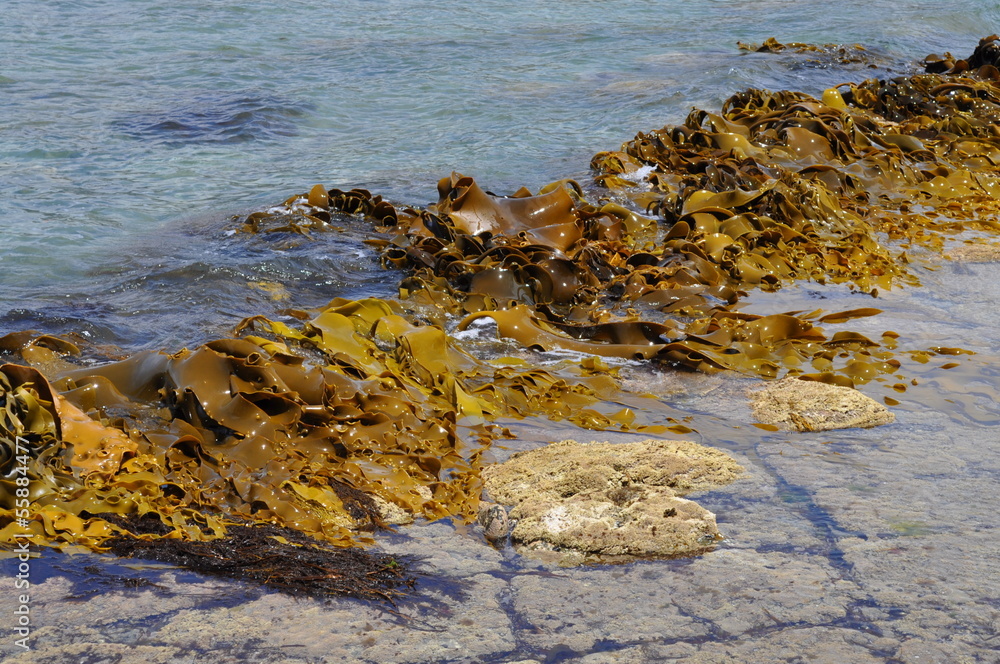 The Tessellated Pavement, natural phenomenon in Tasmania. The Tessellated Pavement, natural phenomenon in Tasmania.
