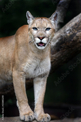 Portrait Cougars