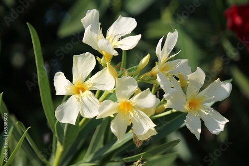 yellow  oleander