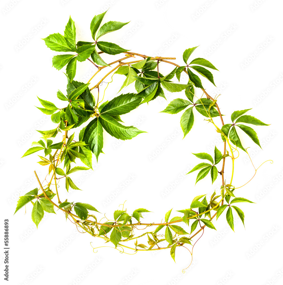 green branch green branch