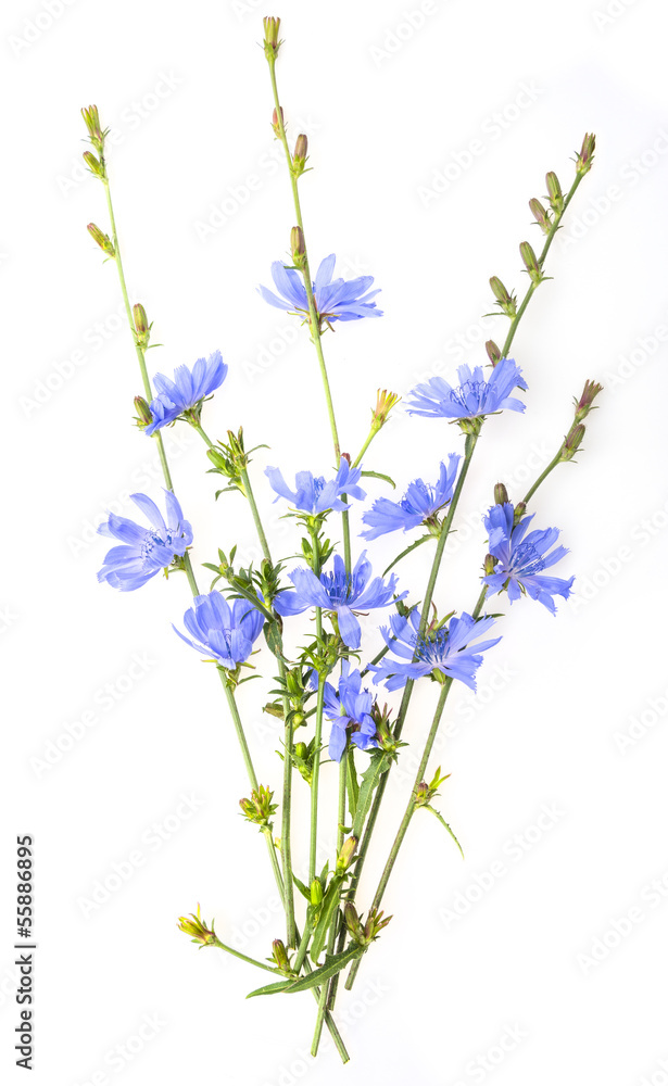 Obraz premium bunch of chicory