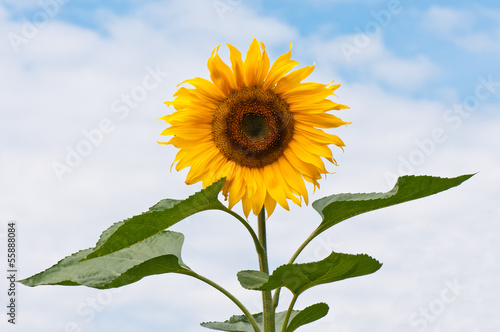 Sonnenblume