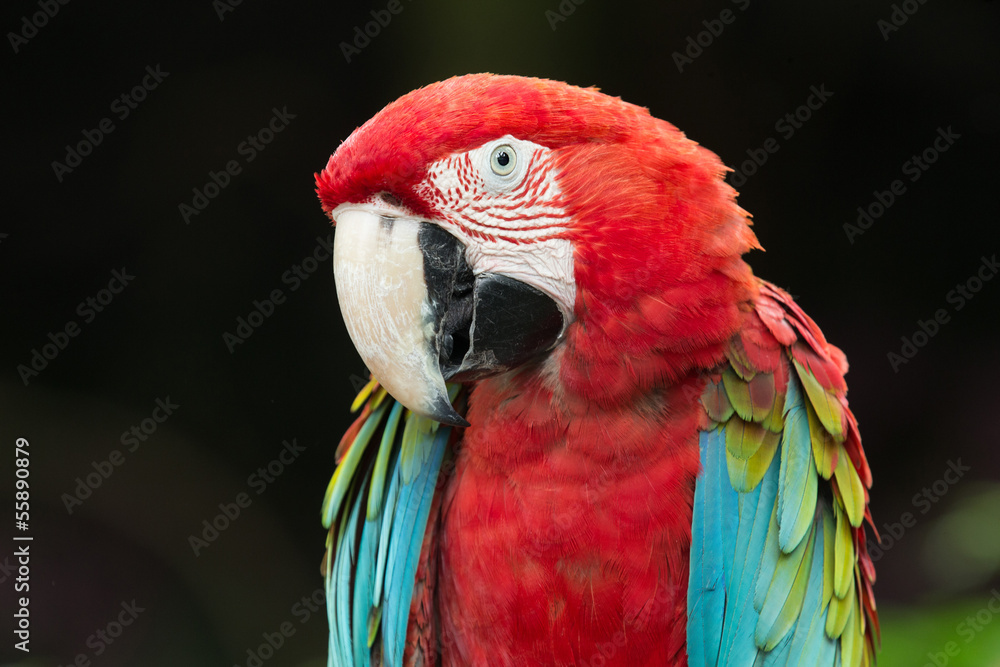 Fototapeta premium parrot