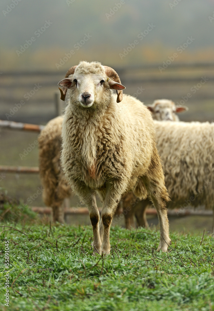 Fototapeta premium Sheep graze in a pasture in the mountains