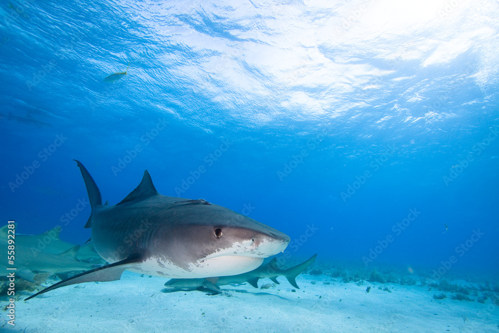 Tiger shark Tiger shark