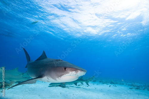 Tiger shark © frantisek hojdysz