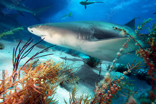 Caribbean reef shark © frantisek hojdysz