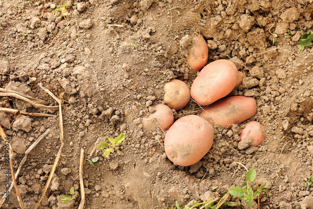 Red potatoes in soil