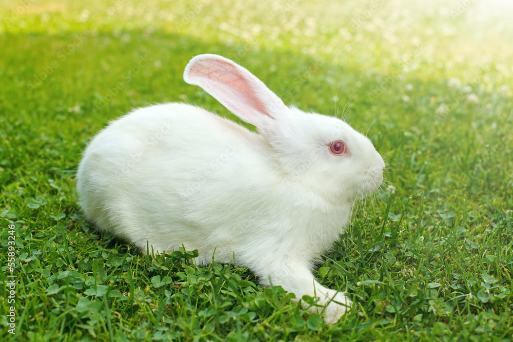 White rabbit in green grass White rabbit in green grass