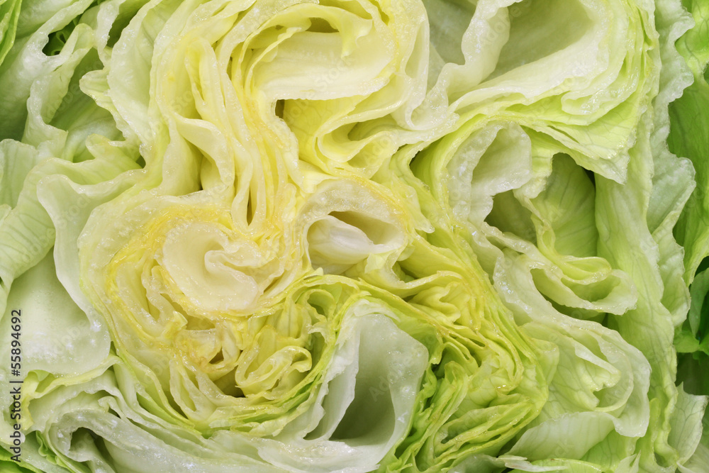 Salatquerschnitt Salatquerschnitt