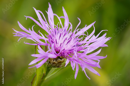 Knapweed flower closeup