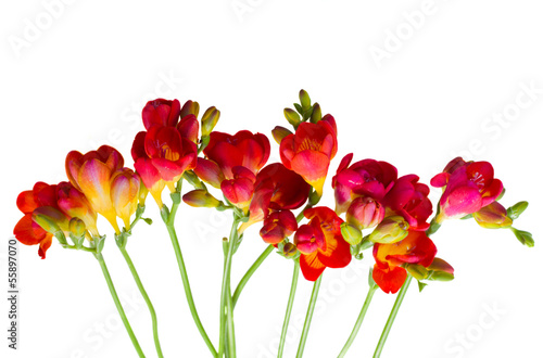 stems of red freesia flowers