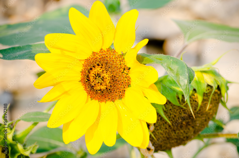 Obraz premium Bright sunflower