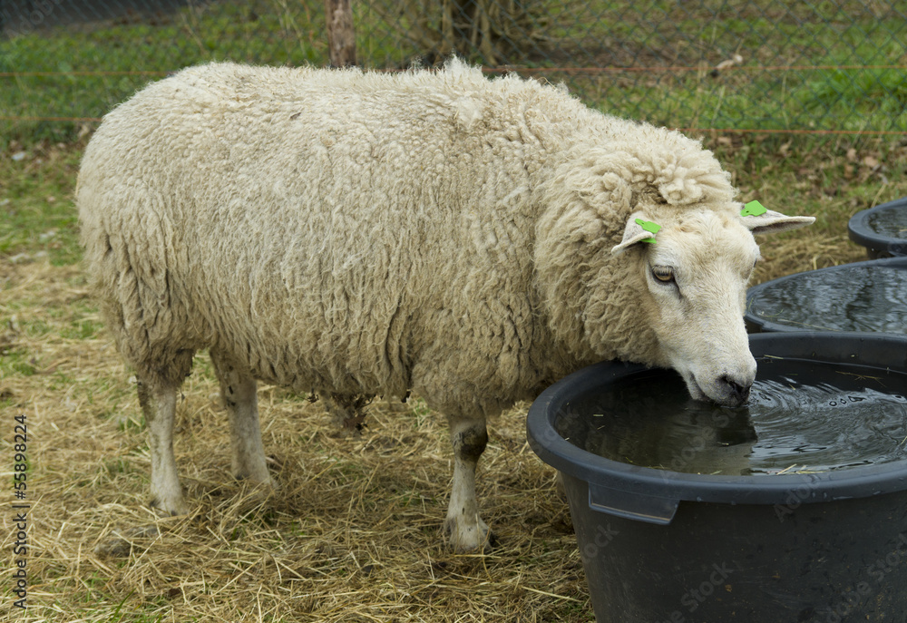 Naklejka premium sheep drinking water
