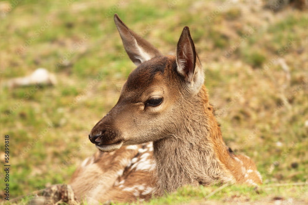 Fototapeta premium red deer calf, cervus elaphus