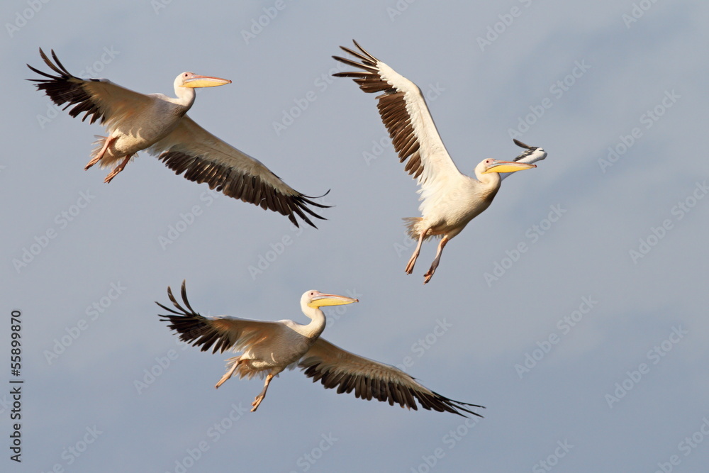 Fototapeta premium three great pelicans flying