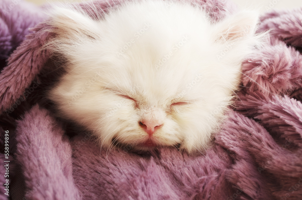 Fototapeta premium Persian kitten asleep