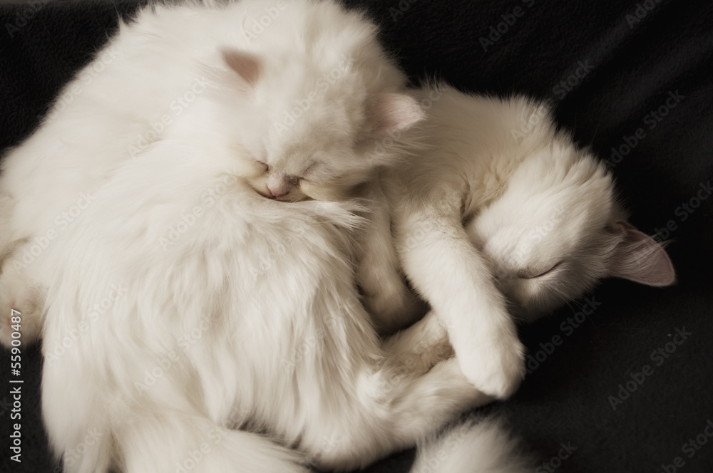 Cats sleeping Cats sleeping