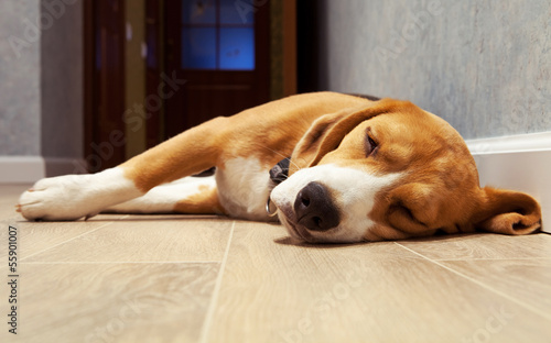 Slleeping beagle dog on the wood floor