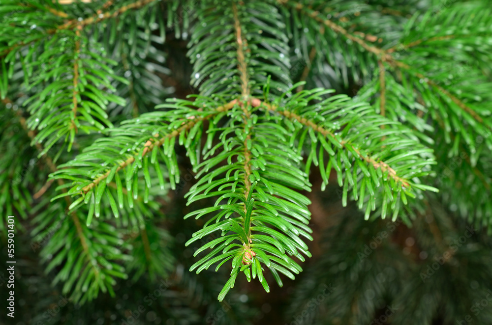 Green pine branch in spring Green pine branch in spring