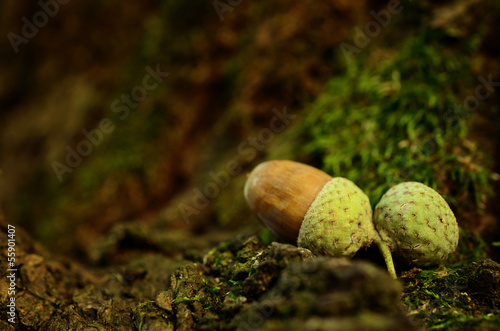 Oak acorn on mossy tree