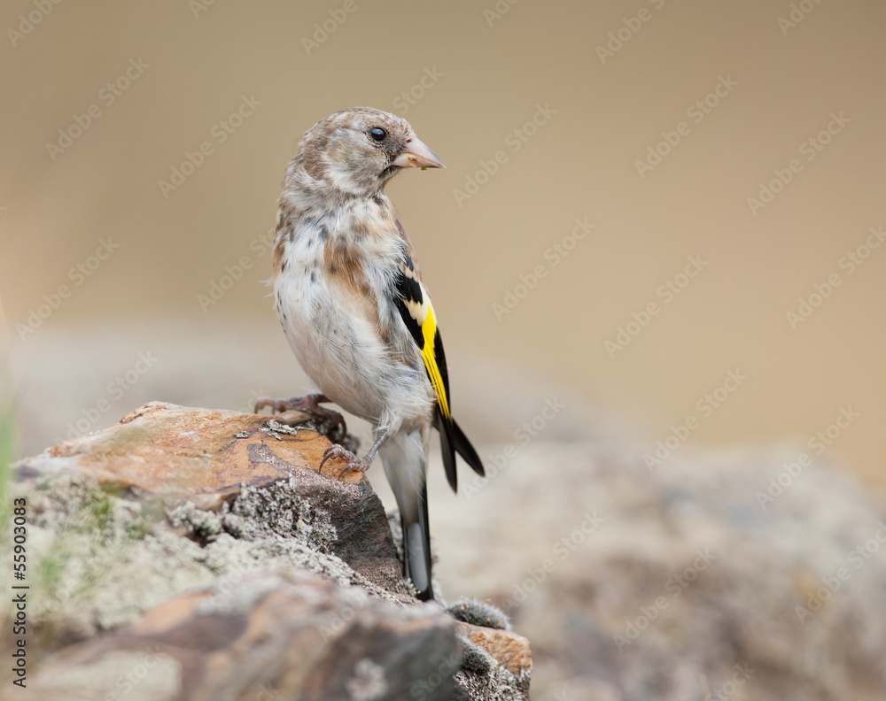 Fototapeta premium Juvenile Goldfinch