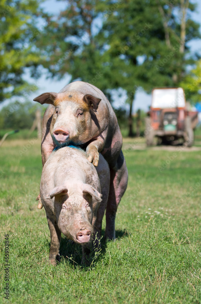 Pigs mating on farm Stock Photo | Adobe Stock