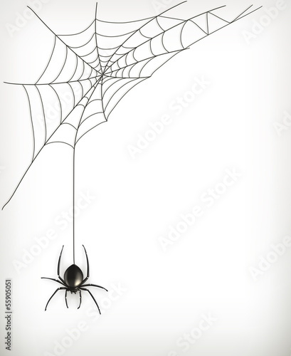 Fotografia Spider web