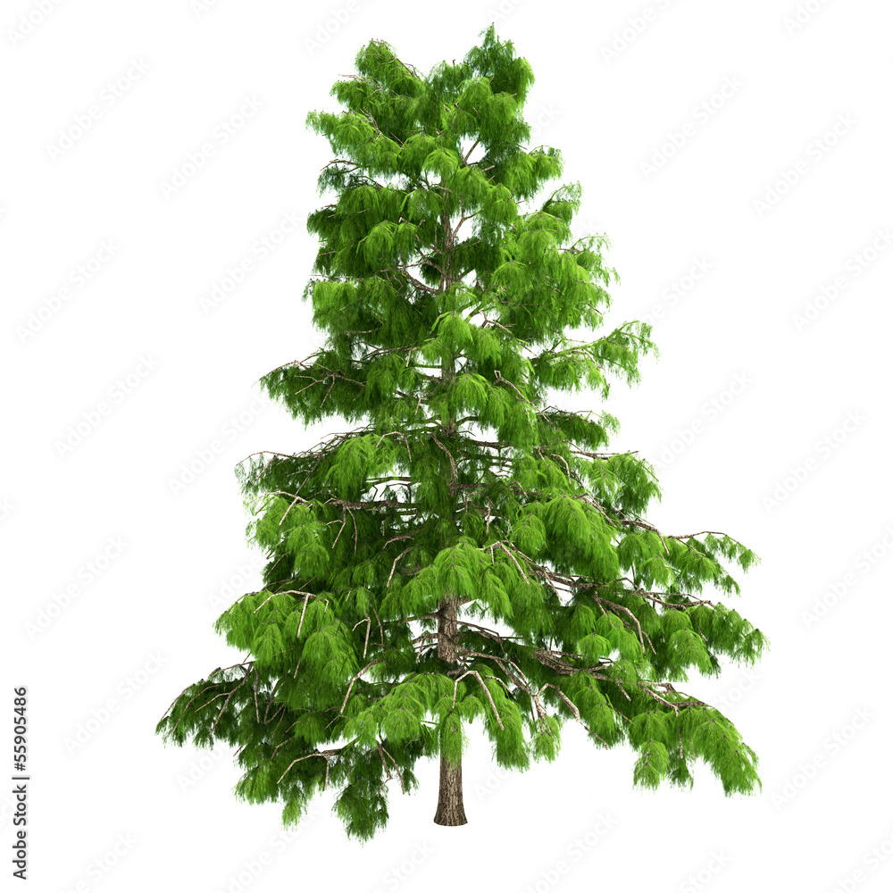 Fototapeta premium Cedar Tree Isolated