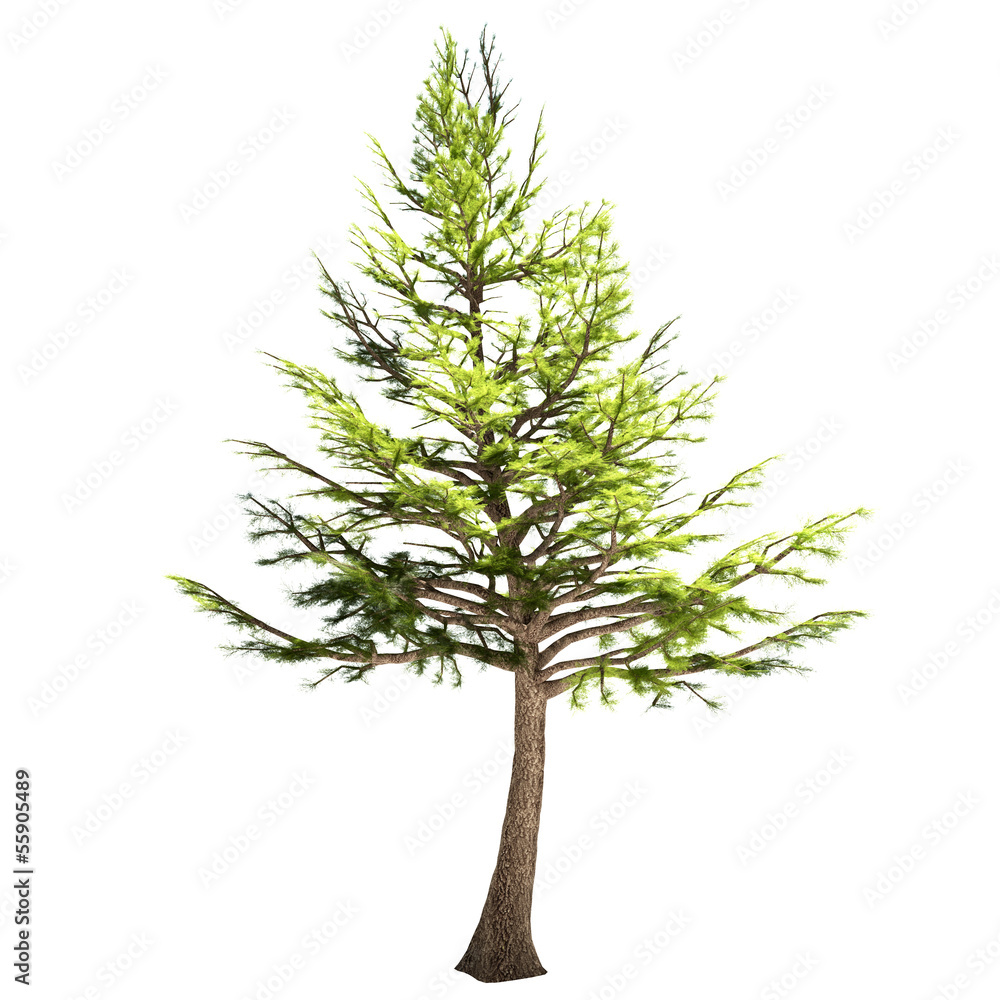 Lebanon Cedar Tree Isolated