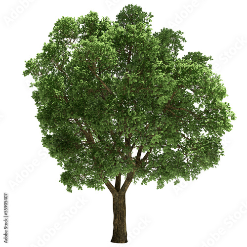 Ulmus Tree Isolated