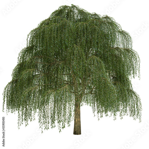 Willow Tree Isolated