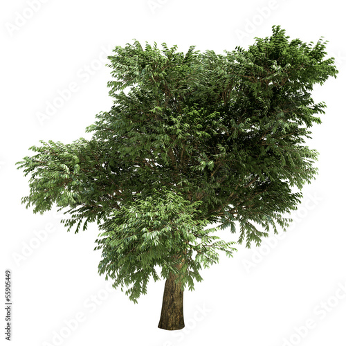 Arbutus Tree Isolated